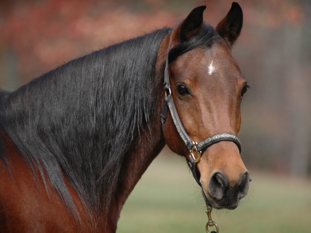 Коричневый конь с черной гривой
