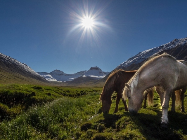 Лошади на горном пастбище