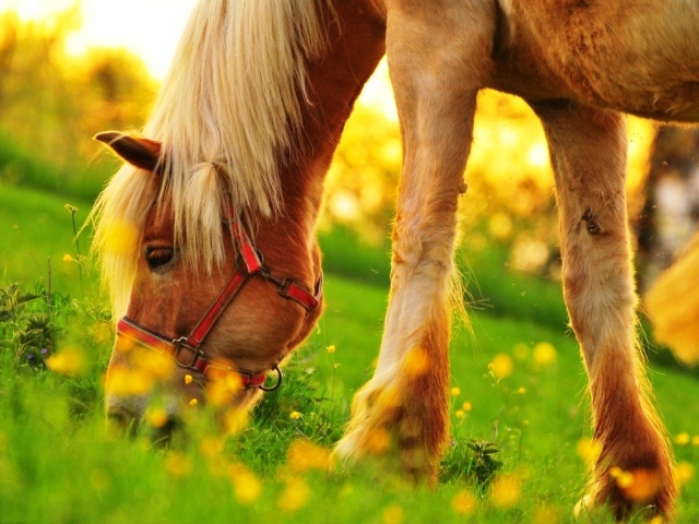 Пони пасется на зеленом поле