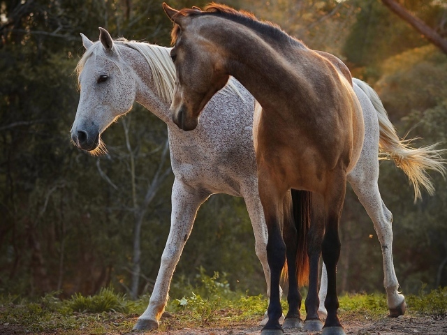 Белый и коричневый кони в лесу