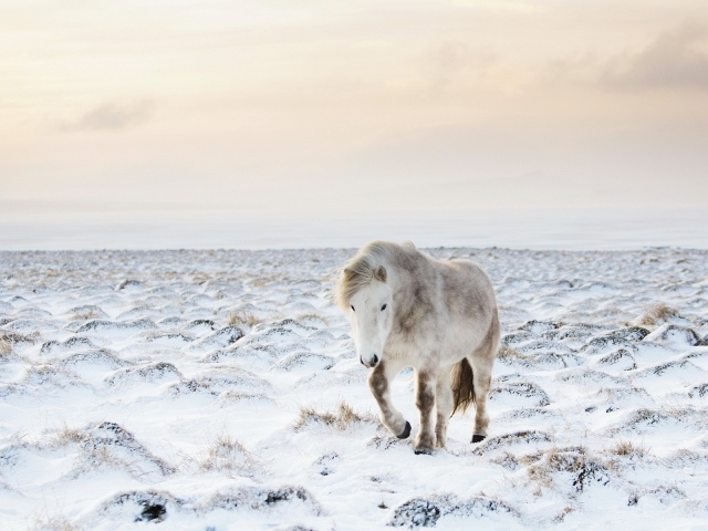 Белый пони на заснеженном поле