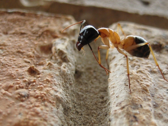 Муравей преодолевает препятствие