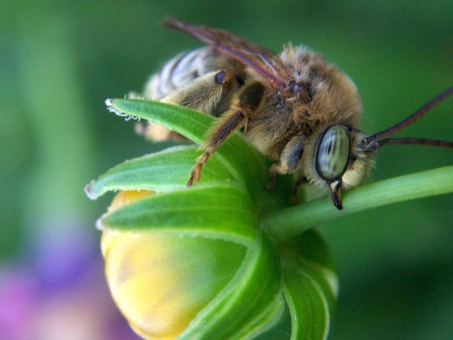 Пчела на зеленом бутоне цветка