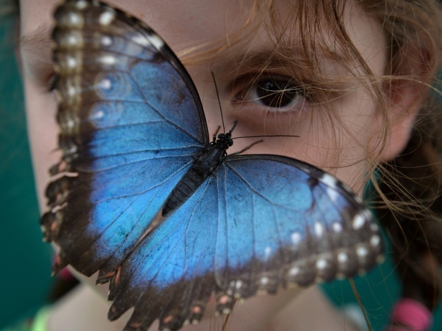 Синяя бабочка на лице девочки