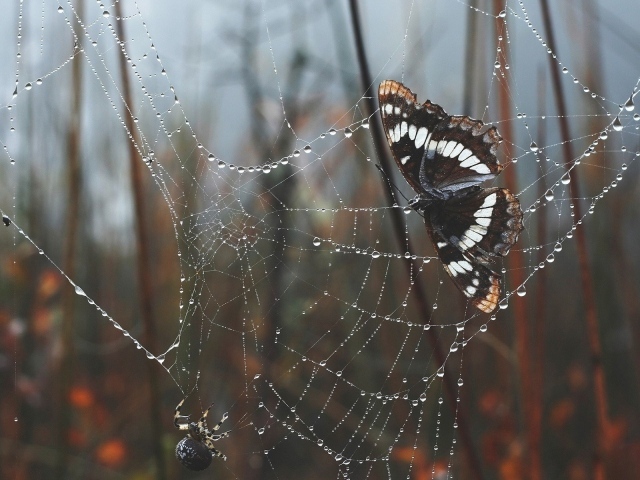 Бабочка сидит на паутине