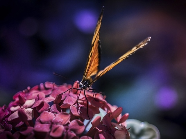 Бабочка с большими крыльями на цветах
