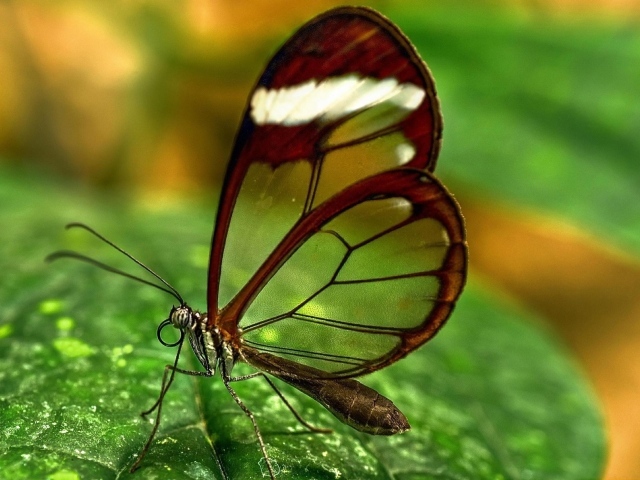 Бабочка с прозрачными крыльями