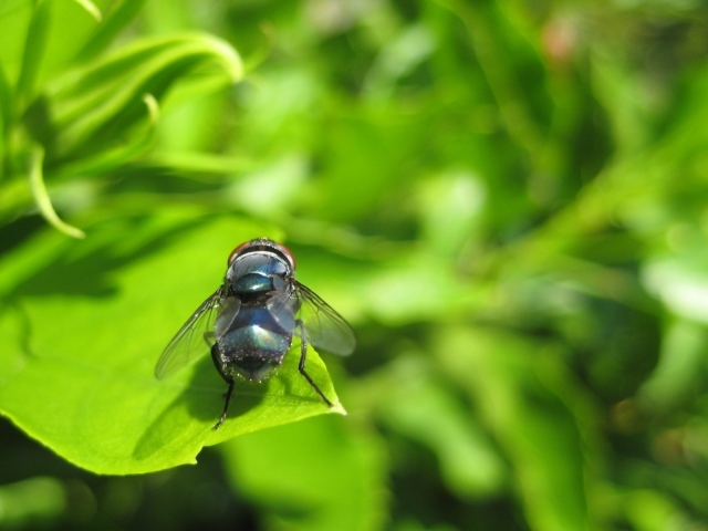 Муха на зеленом листе