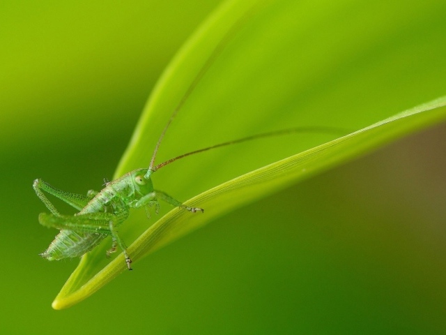 Зеленый кузнечик маскируется на листе