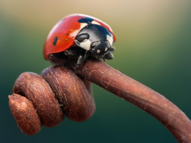 Божья коровка на засохшем ростке