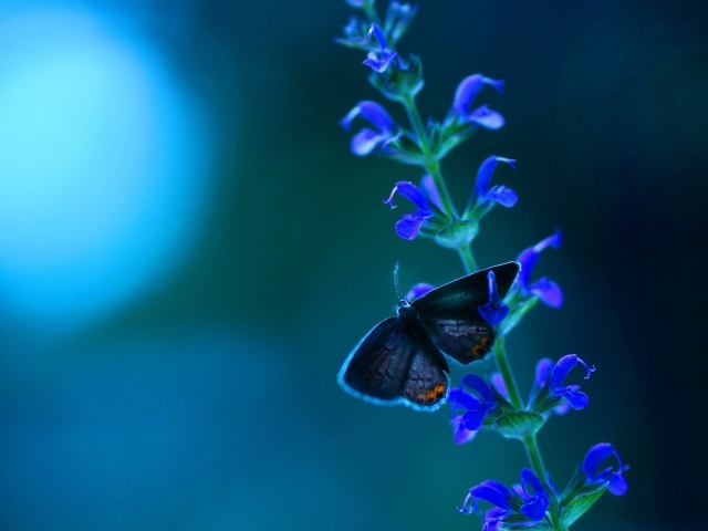 Маленькая бабочка на кисточке голубых цветов