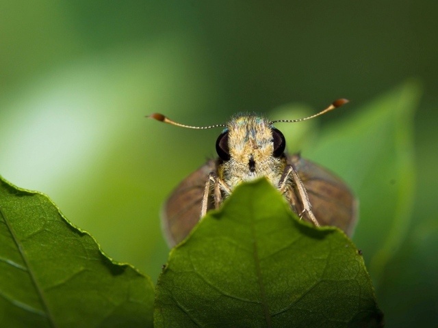 Моль спряталась за листом