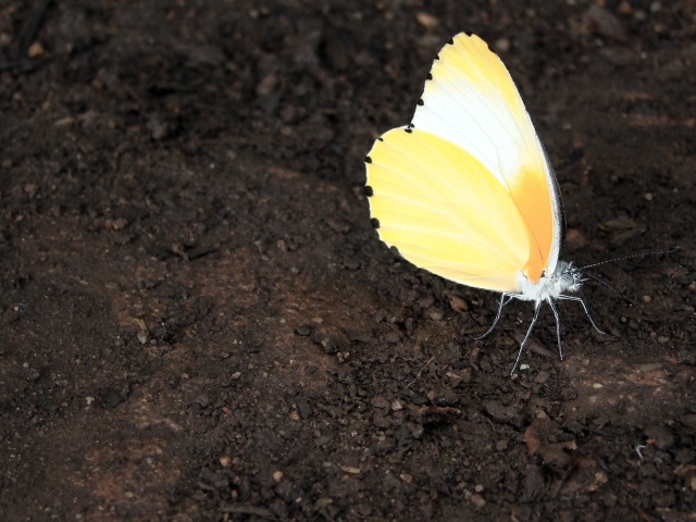 Оранжевая бабочка на земле