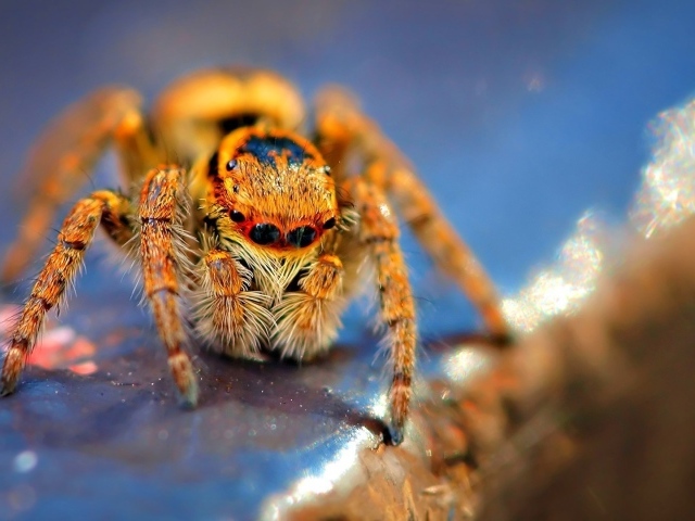 Оранжевый мохнатый паук