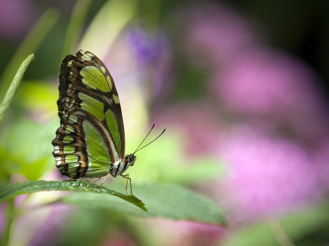 Зеленая бабочка на травинке