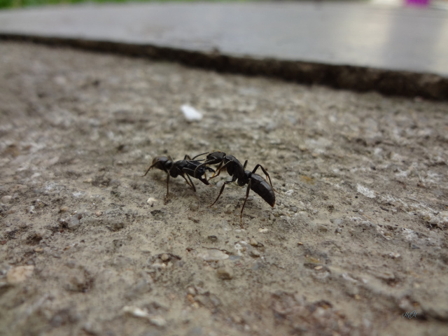 Два черных муравья на земле
