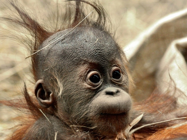 Детеныш обезьяны шимпанзе