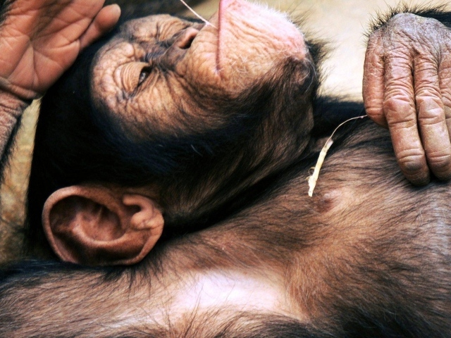 Макака лежит на спине с колоском в руке