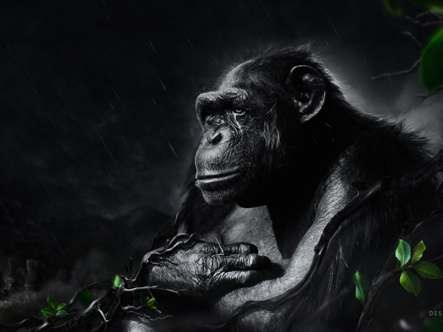 Черная обезьяна под ночным дождем