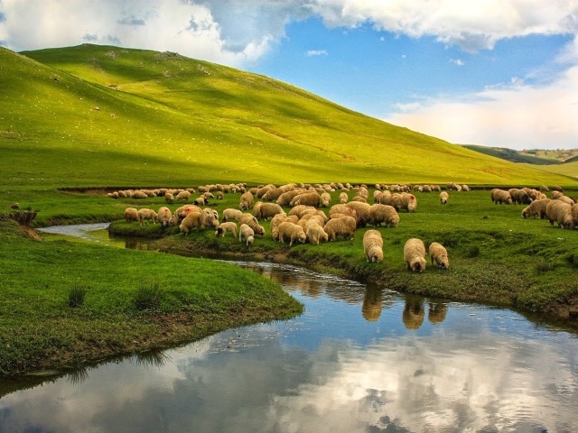 Овцы на пастбище у реки