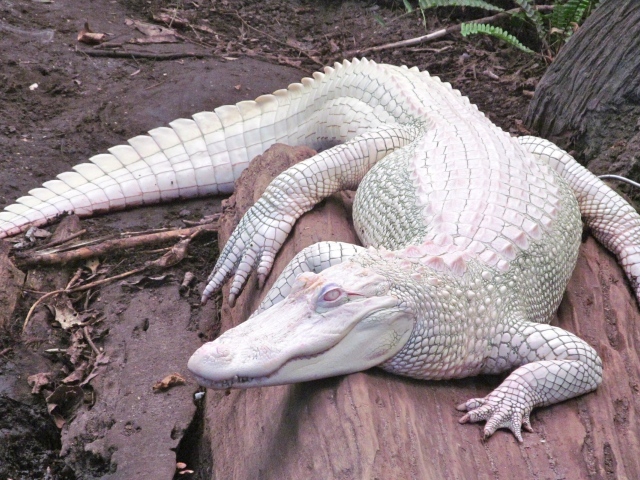 Крокодил альбинос на камне