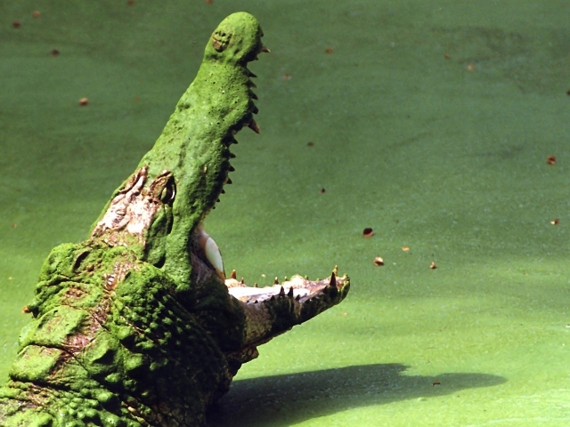 Крокодил на болоте