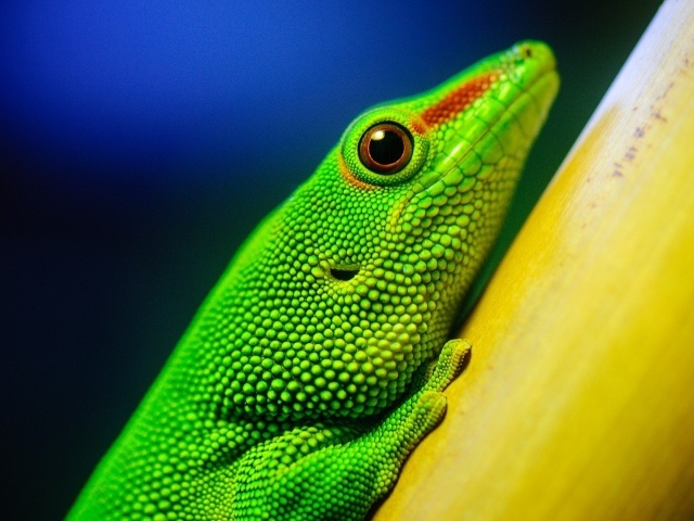 Зеленая ящерица на желтом столбе