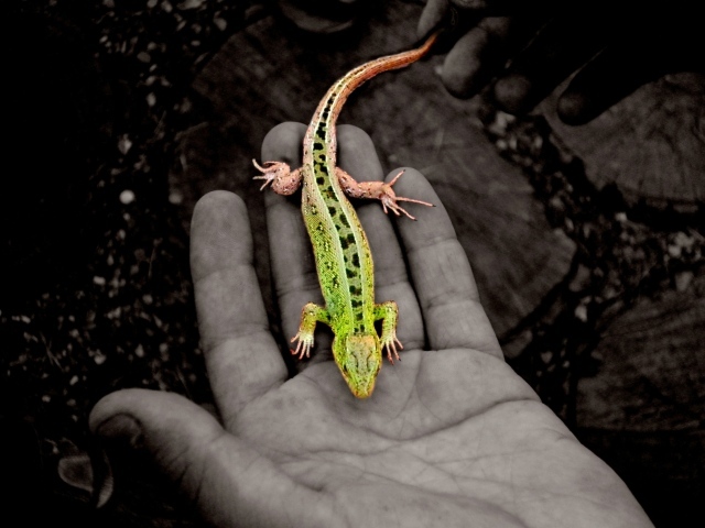 Зеленая ящерица на руке