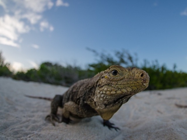 Ящерица на песке пляжа