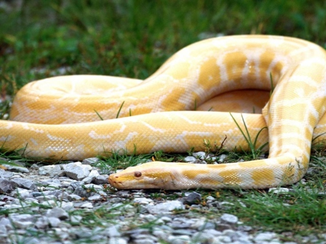 Оранжевая змея с белыми полосками