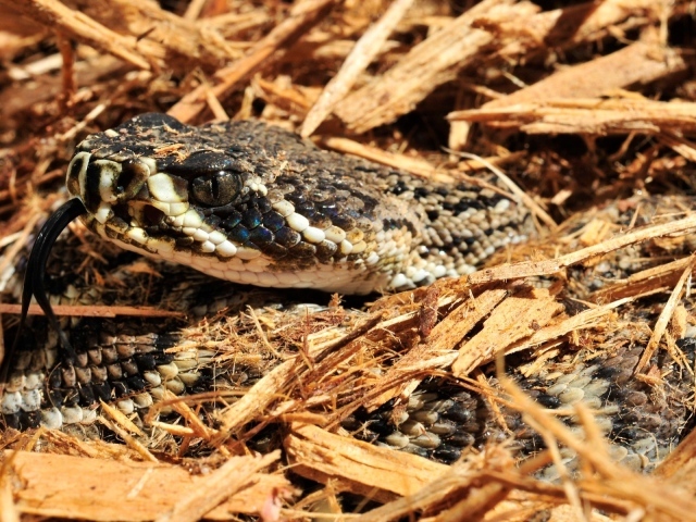 Змея в опилках