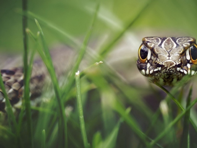 Голова змеи среди травы
