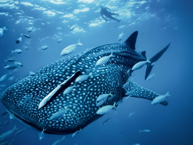 Большая пятнистая рыба в море