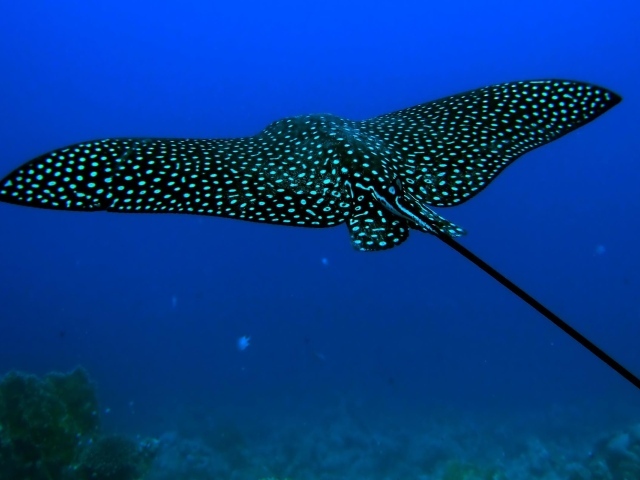 Черный скат стингрей