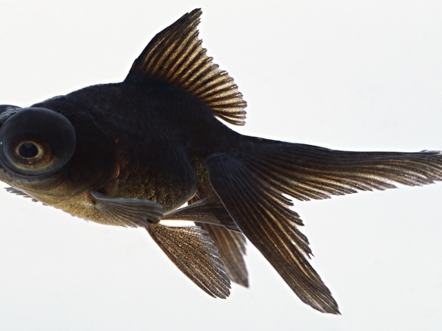 Черная аквариумная рыбка