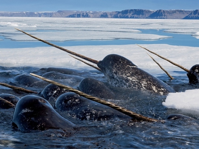 Нарвалы среди льдов