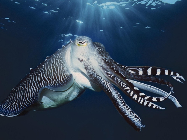 Осьминог у поверхности воды