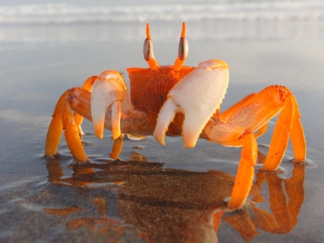 Оранжевый краб на мелководье