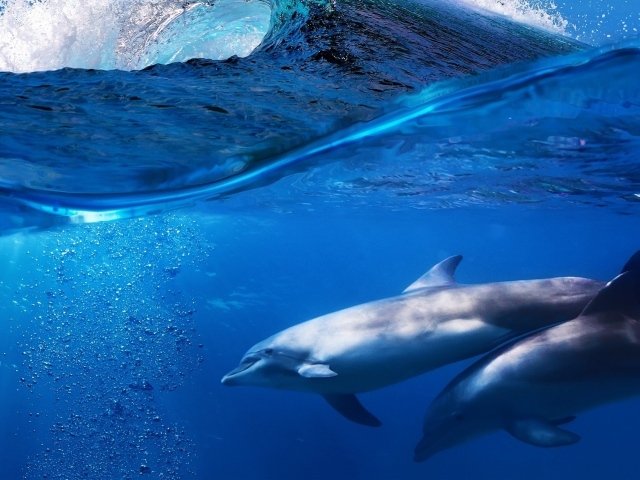 Пара дельфинов под водой