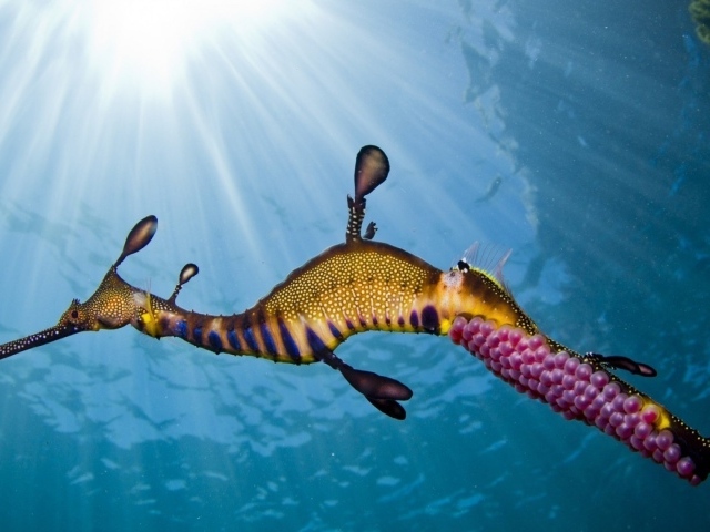 Морской конек с розовой икрой