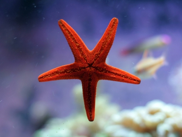 Небольшая морская звезда красного цвета