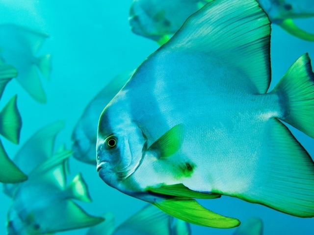 Прозрачная голубая рыба с зелеными плавниками