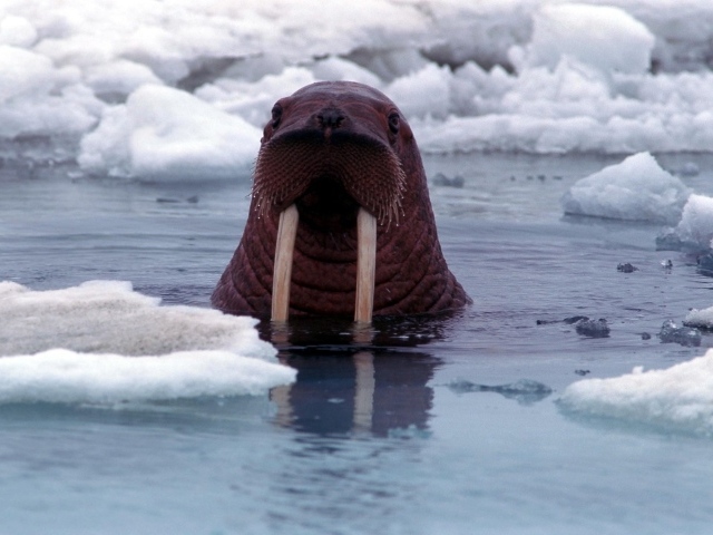 Морж в воде среди льдов