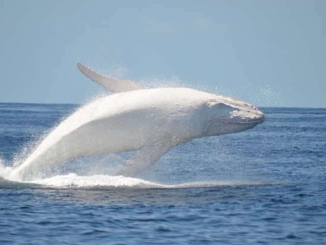 Белый кит в море