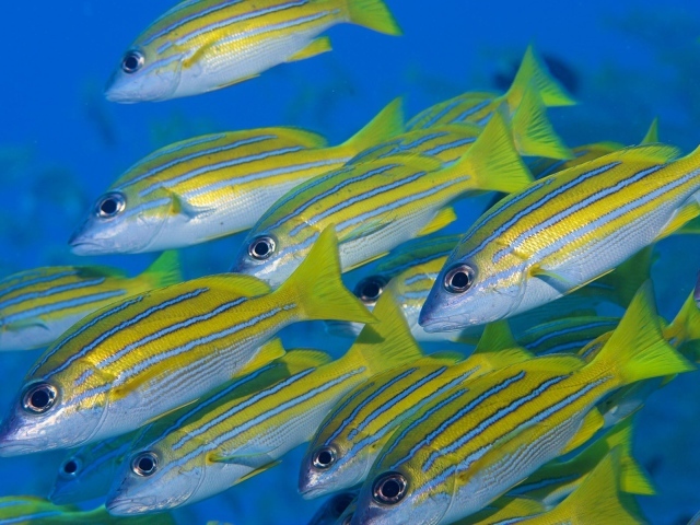 Желтые рыбки с голубыми полосками на теле