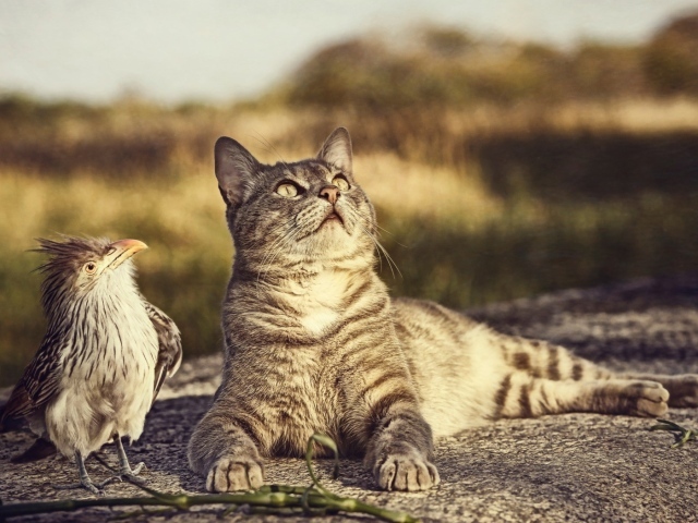 Птица и кот смотрят вверх
