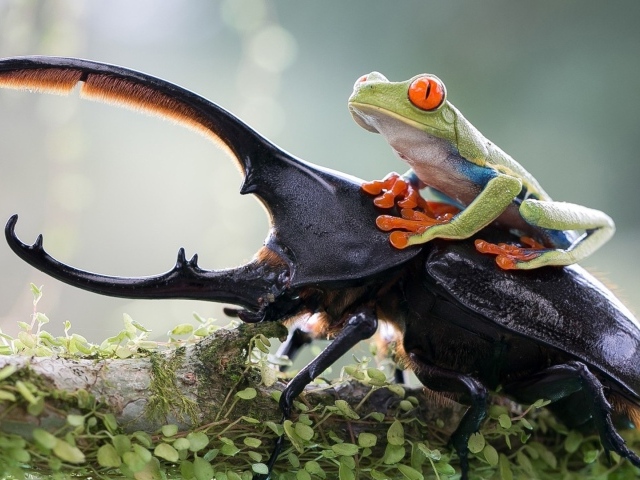 Лягушка верхом на рогатом жуке