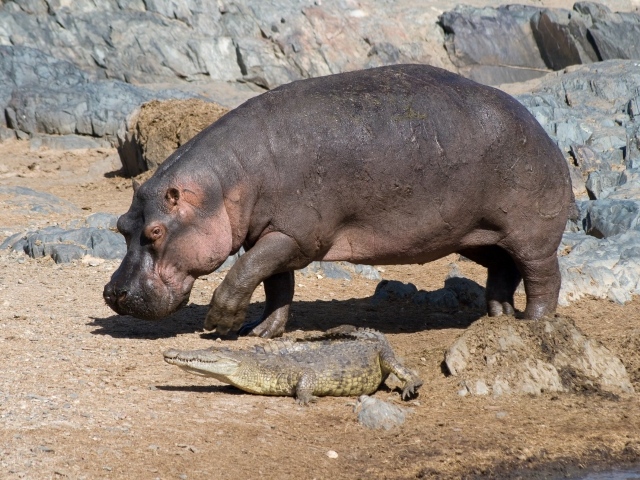 Бегемот и маленький крокодил