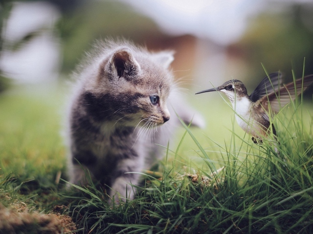 Колибри и котенок в траве