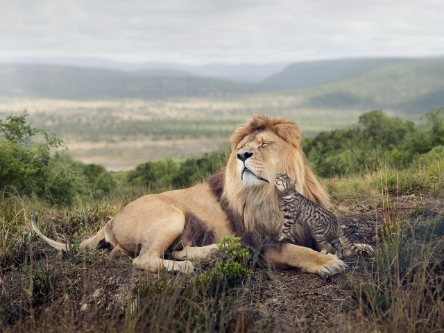 Кот оцелот ласкается ко льву
